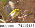 Winter maple and white-eye 74115485