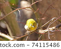Winter maple and white-eye 74115486
