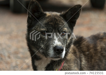 The line of sight of your dog [Dog on a walk] 74115531