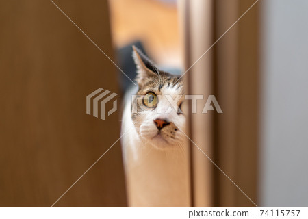 一隻貓從門縫裡偷看 一隻貓從門縫裡偷看 74115757