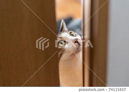 A cat peeking through a gap in the door A cat peeking through a gap in the door 74115837