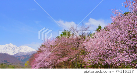 Shinshu Hakuba Village Cherry Blossoms, Blue Sky and Northern Alps 74116137