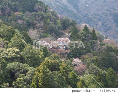 Sakura scenery of Kyoto Arashiyama Kameyama Park Sakura scenery of Kyoto Arashiyama Kameyama Park 74116975