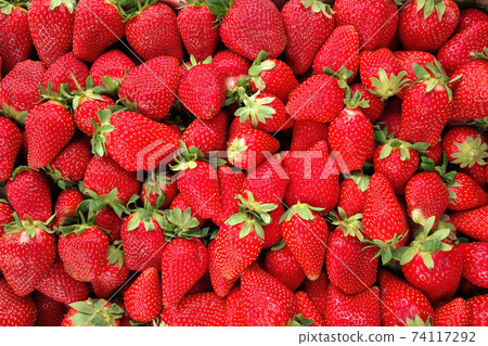 background of bright fresh red strawberries background of bright fresh red strawberries 74117292