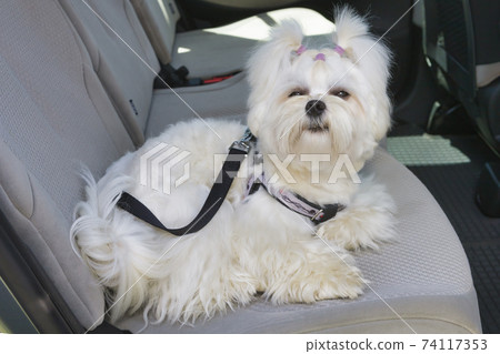 Dog safe in the car Dog safe in the car 74117353