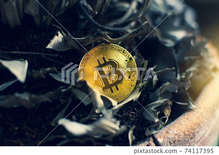 Golden bitcoin placed on a dry leaves background with a sunlight Golden bitcoin placed on a dry leaves background with a sunlight 74117395