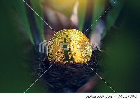 Golden bitcoin placed on a tree background Golden bitcoin placed on a tree background 74117396