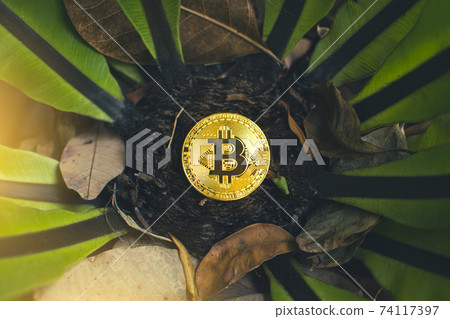 Golden bitcoin placed on a tree and dry leaves background Golden bitcoin placed on a tree and dry leaves background 74117397