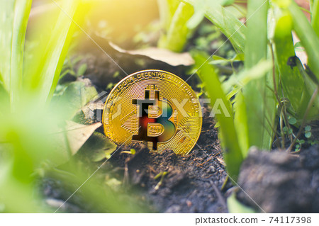 Golden bitcoin on the ground in garden with a sunlight Golden bitcoin on the ground in garden with a sunlight 74117398