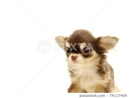 Chihuahua Chihuahua 74117404