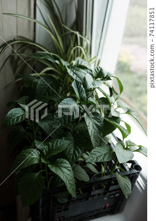 Pepper seedlings in a plastic pot stand at home on a white windowsill. 74117851