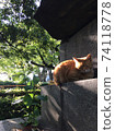 Cat stray cat Cat stray cat 74118778
