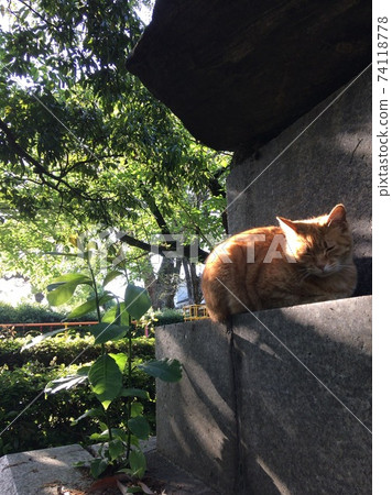 Cat stray cat Cat stray cat 74118778