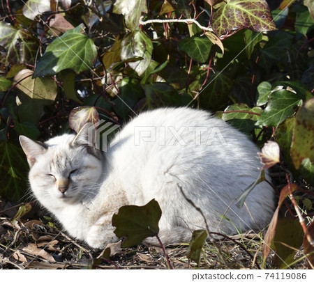 Cat  74119086