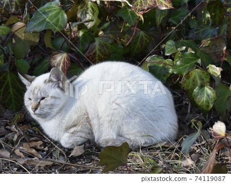 Cat Cat 74119087