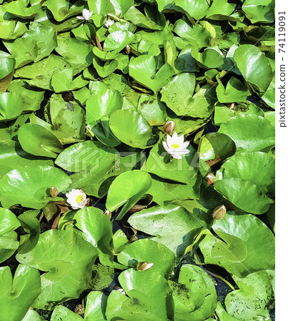 Water lilies (nymphaeaceae or lily pad) in Shefield Lake - Uckfield, United Kingdom Water lilies (nymphaeaceae or lily pad) in Shefield Lake - Uckfield, United Kingdom 74119091