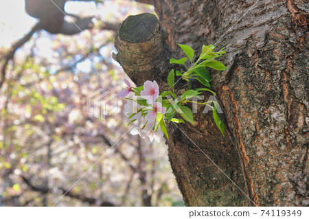 Spring Flowers Blooming in Mulmangol village, Busan, South Korea, Asia 74119349