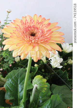非洲菊和植物 非洲菊和植物 74119518