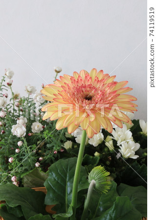 非洲菊和植物 非洲菊和植物 74119519