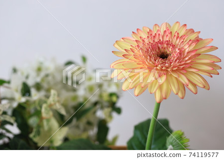 Gerbera and plants 74119577