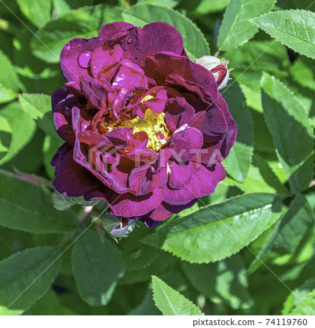 Rosa gallica officinalis known as Gallic, French or Apothecary's rose, red rose of Lancaster Rosa gallica officinalis known as Gallic, French or Apothecary's rose, red rose of Lancaster 74119760