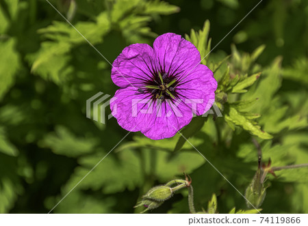 Geranium sanguineum known as bloody crane's-bill or bloody geranium 74119866