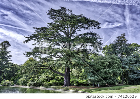 Scots pine - keeper of the forest 74120529