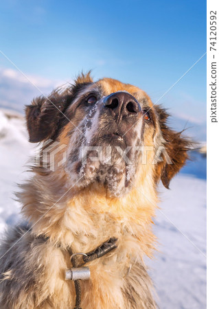 Dog face portrait close-up on blue sky, copy space Dog face portrait close-up on blue sky, copy space 74120592