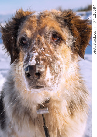 Dog face portrait close-up, snow winter Dog face portrait close-up, snow winter 74120594