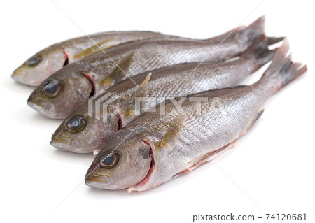 Grunt (cooked) 74120681