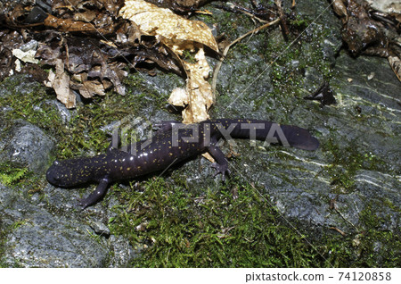 Higashi Hida Salamander 74120858