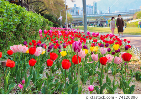 Spring of Oncheoncheon Citizens Park , Busan, South Korea, Asia 74120890