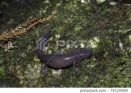 飛ida sal女 飛ida sal女 74120900