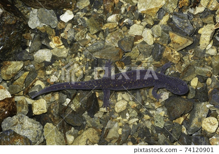 Underwater Hida salamander female 74120901