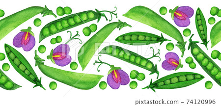 Watercolor green pea seamless border 74120996