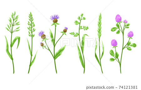 Set of herbs and cereal grass. 74121381