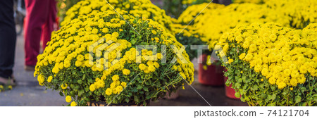 Pots yellow apricot flowering bonsai in spring Vietnam with modern tree is reaching its certainly bloom bright yellow. This is the symbolic flower for Tet in Vietnam BANNER, LONG FORMAT Pots yellow apricot flowering bonsai in spring Vietnam with modern tree is reaching its certainly bloom bright yellow. This is the symbolic flower for Tet in Vietnam BANNER, LONG FORMAT 74121704