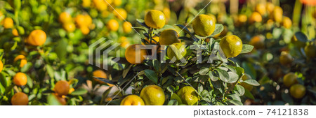 Close up Vibrant orange citrus fruits on a Kumquat tree in honor of the Vietnamese new year. Lunar new year flower market. Chinese New Year. Tet BANNER, LONG FORMAT 74121838