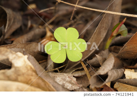 酢漿草 酢漿草 74121941