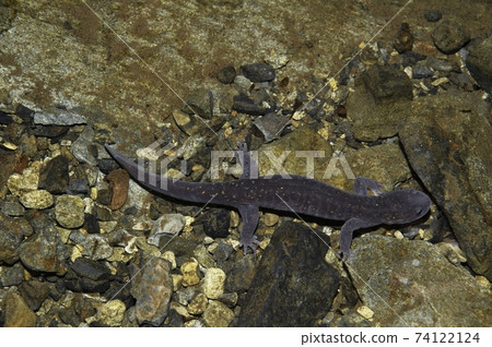 Hida salamander in the water Hida salamander in the water 74122124