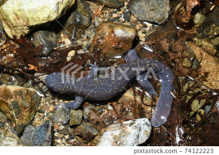 東飛ida sal男 74122223