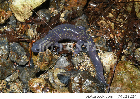 Higashi Hida salamander male 74122224