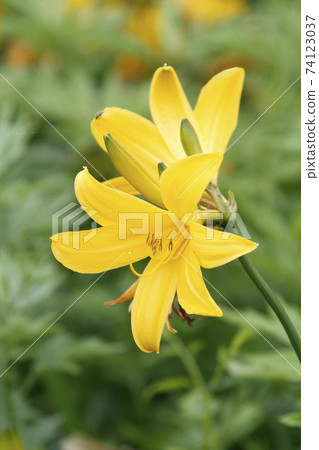 Ezokanzo Ezo茅草，北海道初夏的花朵 74123037