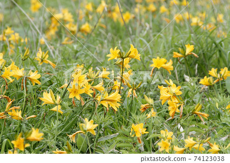 Ezokanzo Ezo茅草，北海道初夏的花朵 74123038
