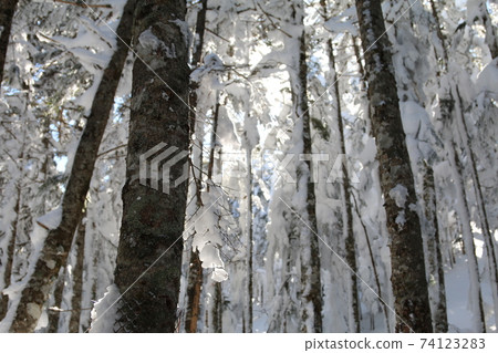 在雪山被太陽照亮的樹木 74123283