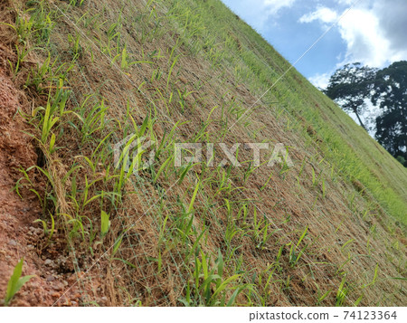 Permanent slope protection using the close turfing method to prevent erosion. The selected type of grass used for the method. The grass also stabilizes the slope structure. 74123364