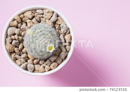 Mammillaria plumosa Cactus Mammillaria plumosa Cactus 74123550