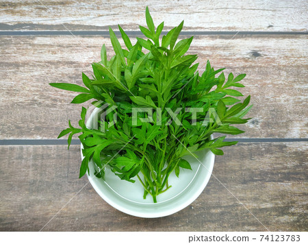 Cosmos caudatus leaves that have been cut and soaked in a bowl of water. It is to maintain the freshness of the leaves before eating. Cosmos caudatus leaves that have been cut and soaked in a bowl of water. It is to maintain the freshness of the leaves before eating. 74123783