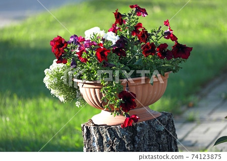 A pot of flowers stands on a wooden stump outside on a sunny day. An idea for lawn decoration. A pot of flowers stands on a wooden stump outside on a sunny day. An idea for lawn decoration. 74123875