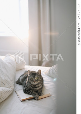 cute scottish straight grey tabby cat lying on bed and sleeping in soft morning light. cute scottish straight grey tabby cat lying on bed and sleeping in soft morning light. 74124008